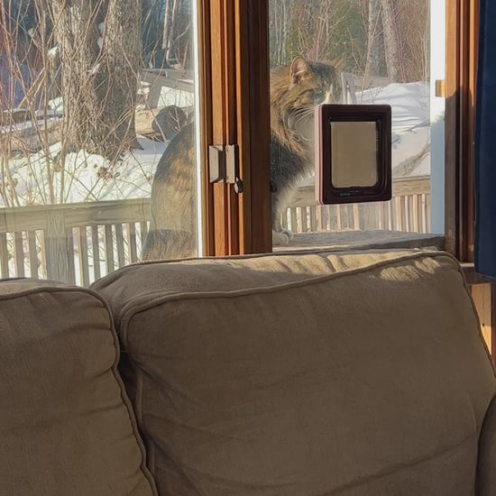 Cat door into sunroom
