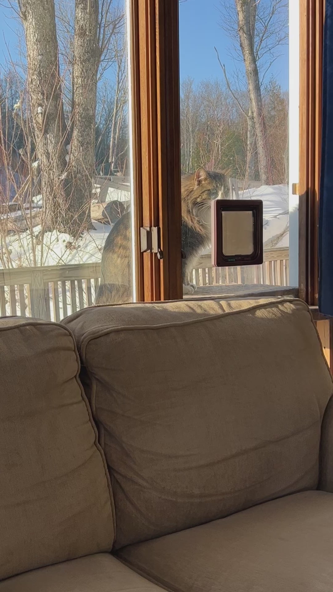 Cat door into sunroom