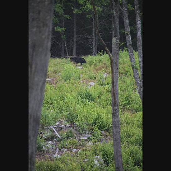 Black Bear  walking around on the mountain