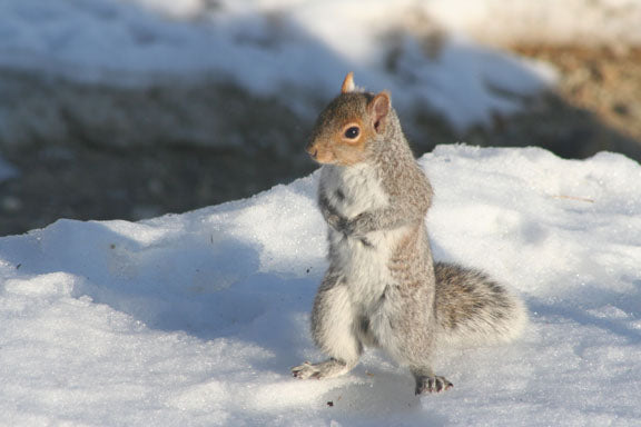 Squirrel on a snowy ground saying brrr its cold