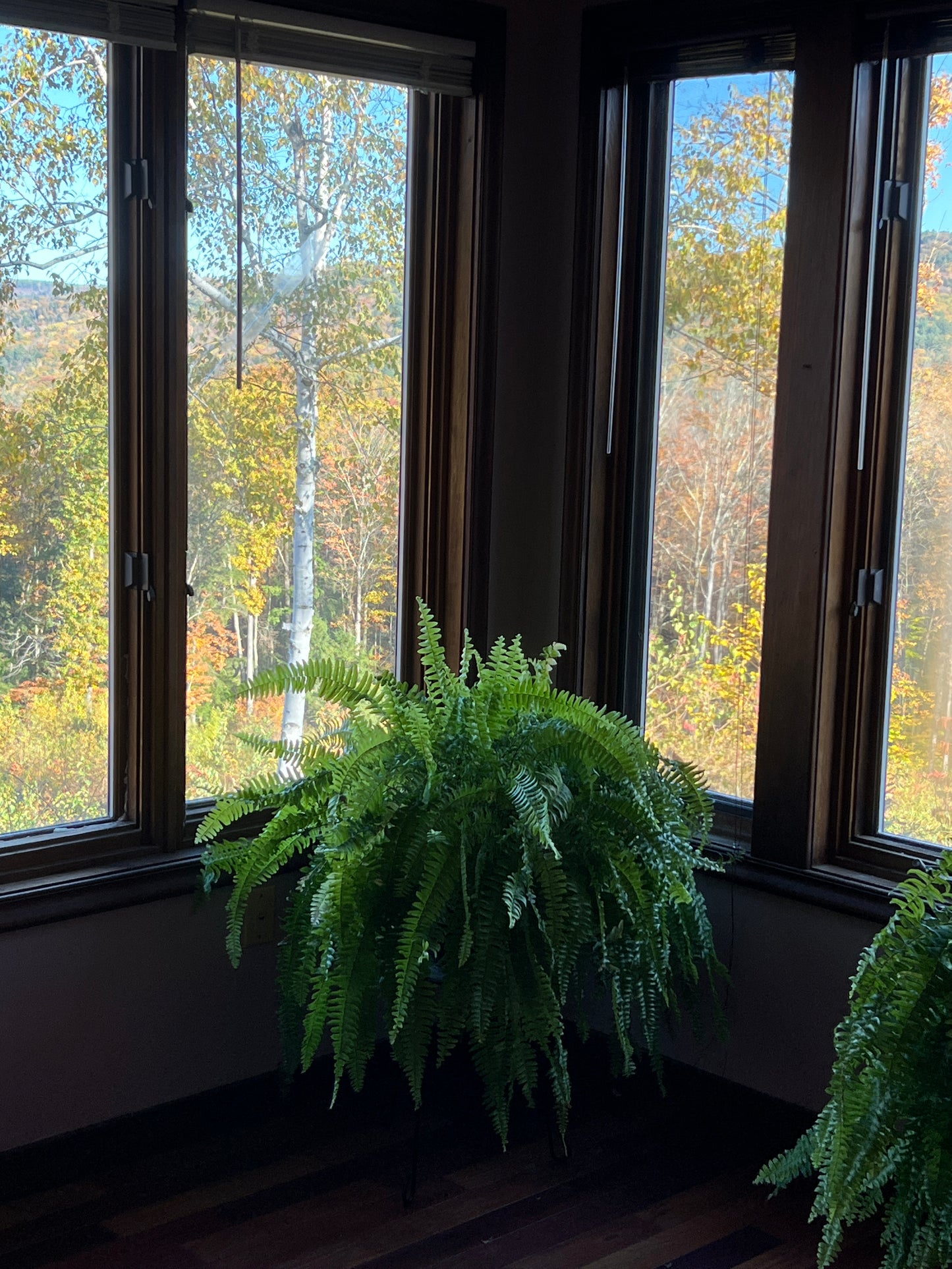 Fern plant in front of a window with a view of trees